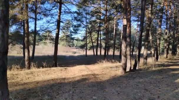 Ein Spaziergang Einem Kiefernwald Wald Herbst Sonniger Tag Wald — Stockvideo