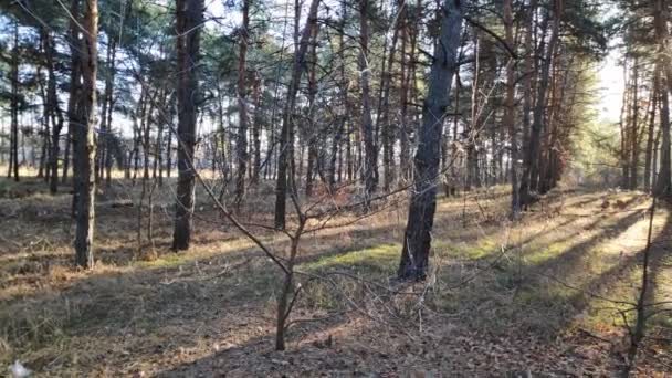 Walk Pine Forest Sunny Day Forest Tall Pines Rays Sun — Stock Video