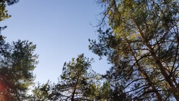 une promenade dans une pinède. forêt à l'automne. journée ensoleillée dans la forêt 