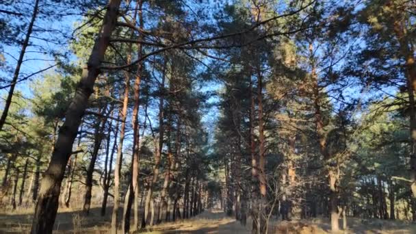 Прогулка Сосновом Лесу Лес Осенью Солнечный День Лесу — стоковое видео