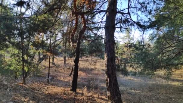 Paseo Por Bosque Pinos Bosque Otoño Día Soleado Bosque — Vídeos de Stock