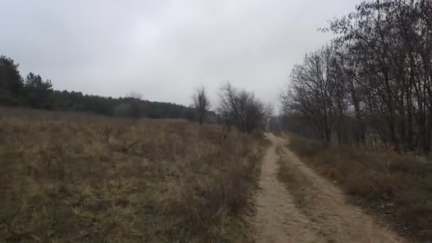 Strada Forestale Non Una Macchina Pineta Nuvoloso Tempo — Video Stock