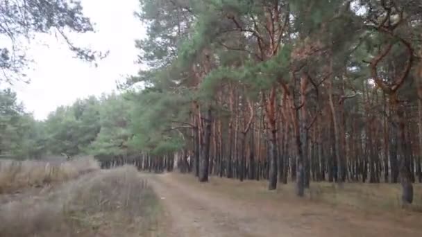 Droga Leśna Nie Samochód Las Sosnowy Pochmurna Pogoda — Wideo stockowe