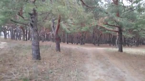 Camino Del Bosque Coche Bosque Pinos Clima Nublado — Vídeos de Stock