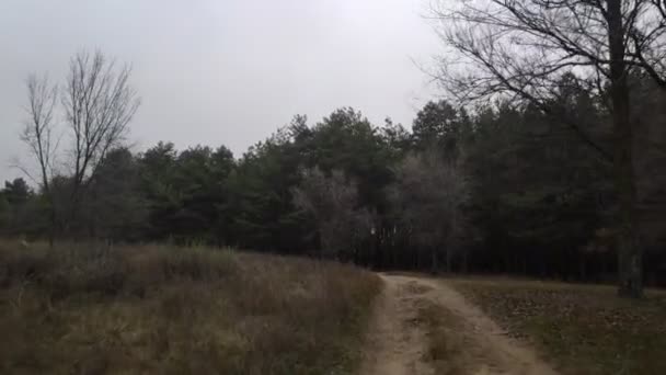 Lesní Cesta Není Auto Borový Les Oblačné Počasí — Stock video