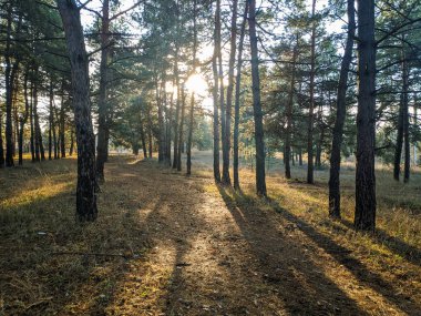 Güneş ışınları ağaçların arasından geçiyor. Çam Ormanı