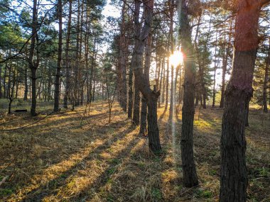 Güneş ışınları ağaçların arasından geçiyor. Çam Ormanı
