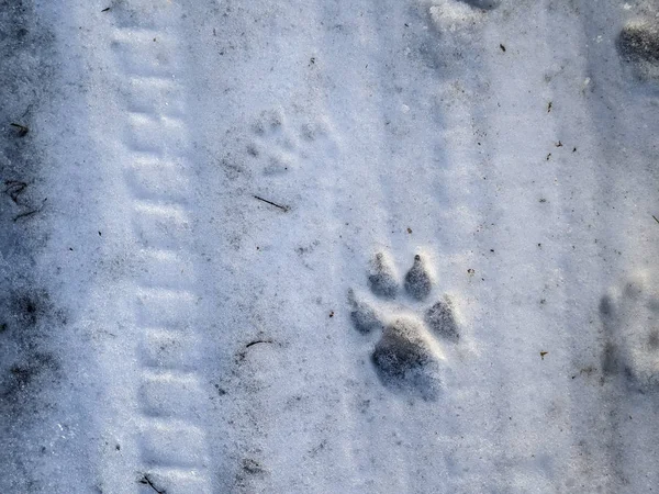 footprints in the snow. footprints of a dog. wolf tracks