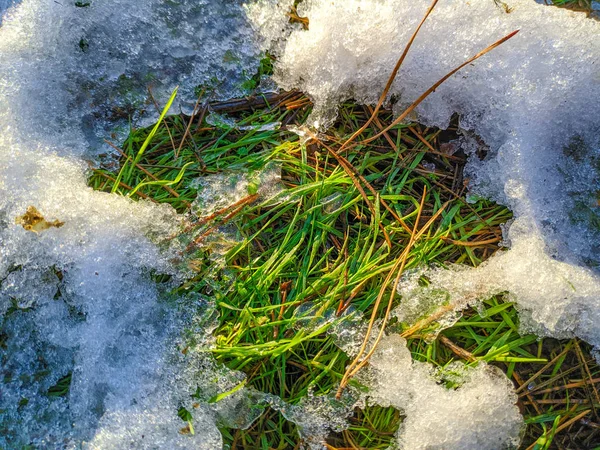 Groen Gras Onder Sneeuw — Stockfoto