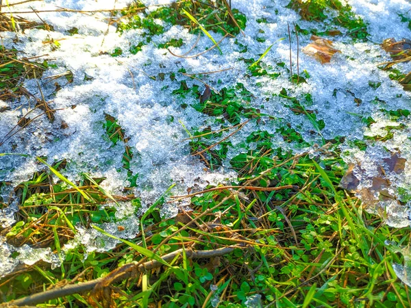Grünes Gras Unter Dem Schnee — Stockfoto