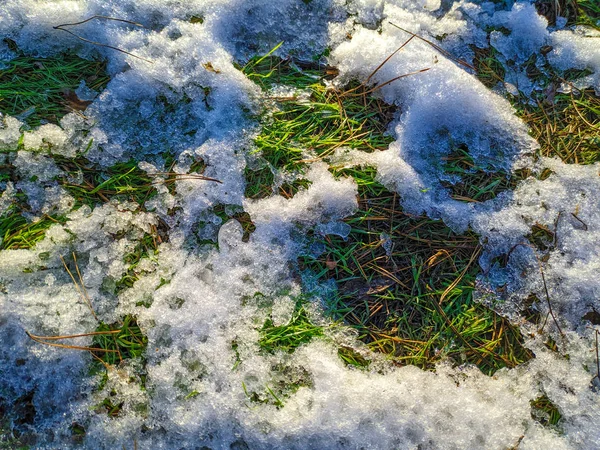 Hierba Verde Bajo Nieve — Foto de Stock