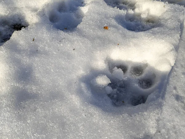 Voetafdrukken Sneeuw Voetafdrukken Van Een Hond Wolvensporen — Stockfoto