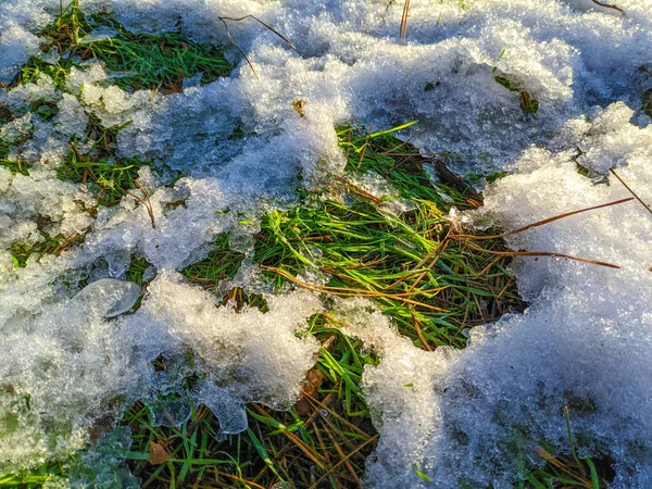 Grünes Gras Unter Dem Schnee — Stockfoto