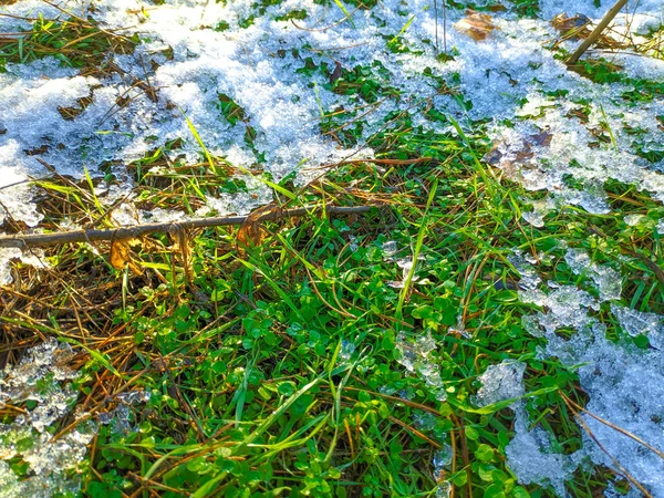 Groen Gras Onder Sneeuw — Stockfoto