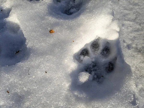 footprints in the snow. footprints of a dog. wolf tracks