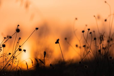 Gün batımında kuru ot sapları. Kuru çiçekler ve güneş.
