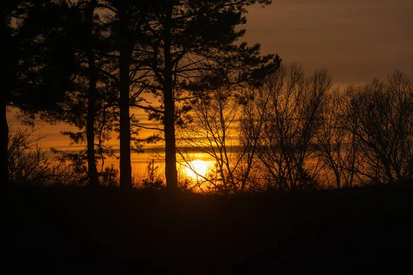 Rote Sonne Sonnenuntergang Sonnenuntergang Wald — Stockfoto