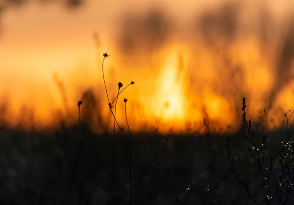 Стебли Сухой Травы Закате Сухие Цветы Солнце — стоковое фото