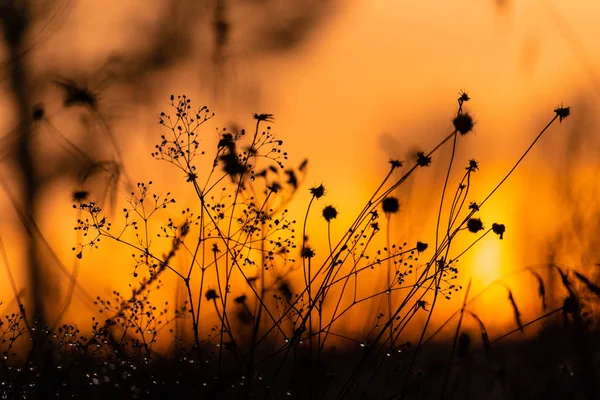 Halme Von Trockenem Gras Bei Sonnenuntergang Trockene Blumen Und Die — Stockfoto