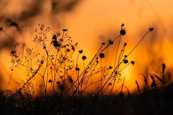 Halme Von Trockenem Gras Bei Sonnenuntergang Trockene Blumen Und Die — Stockfoto