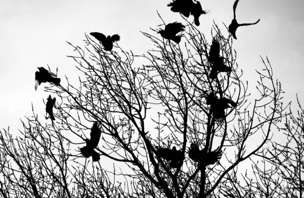 Ворони Гілках Дерев Чорні Птахи Гілці — стокове фото