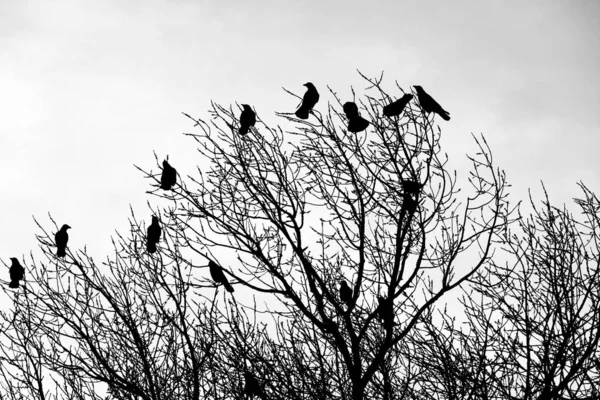 Κοράκια Κλαδιά Δέντρων Μαύρα Πουλιά Κλαδί — Φωτογραφία Αρχείου