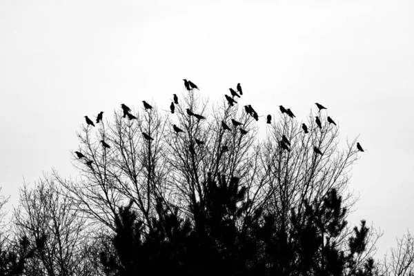 Crows Tree Branches Black Birds Branch — Stock Photo, Image