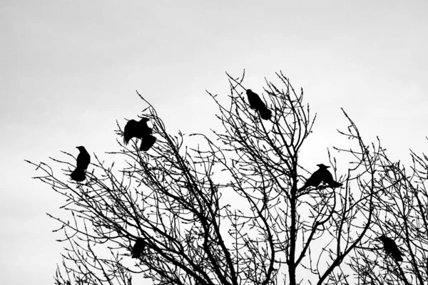 Cuervos Ramas Árboles Pájaros Negros Una Rama —  Fotos de Stock