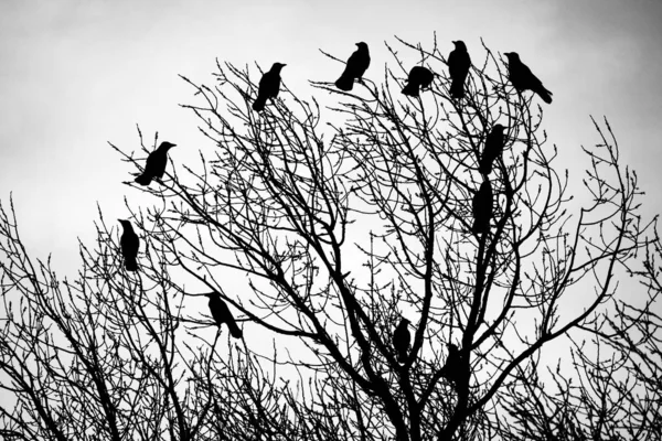 crows on tree branches. black birds on a branch