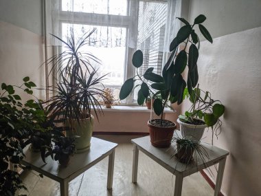 Kapalı alan çiçekleri. Penceredeki çiçekler