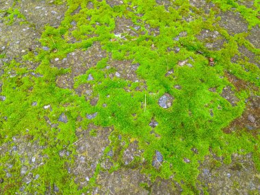 Güzel yosun. Yerde yeşil yosun