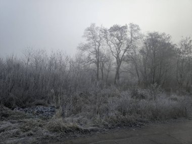 Kış manzarası. Ağaçlarda ve çimlerde don