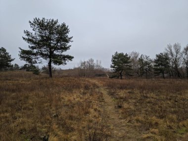 Ormanın bulutlu manzarası. Çam Ormanı