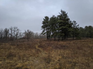 Ormanın bulutlu manzarası. Çam Ormanı