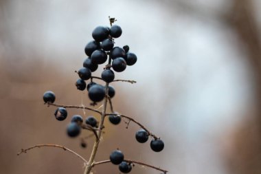 Kuru böğürtlen. Bir daldaki çilekler