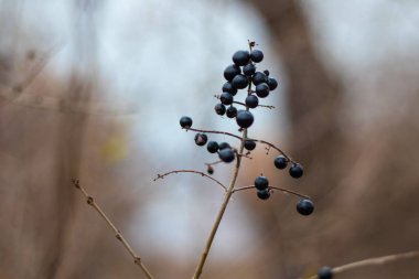 Kuru böğürtlen. Bir daldaki çilekler