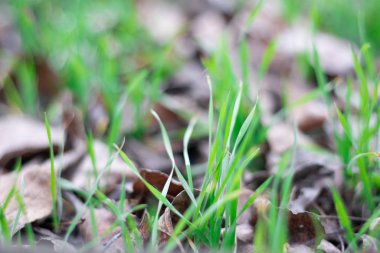 kısa yeşil çimenler. ilk çimen