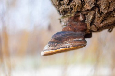 Ağaçtaki mantar. Ağaç gövdesinde eski bir mantar