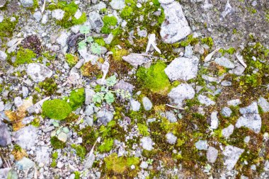 Güzel yeşil yosun taşların üzerinde