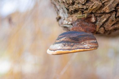 Ağaçtaki mantar. Ağaç gövdesinde eski bir mantar