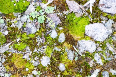 Güzel yeşil yosun taşların üzerinde