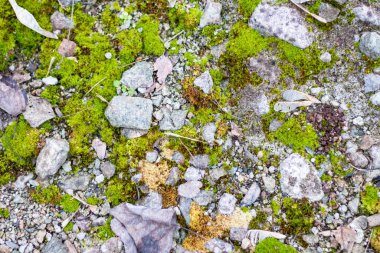Güzel yeşil yosun taşların üzerinde