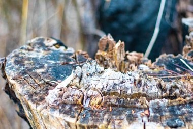 Yanmış ahşap doku. siyah ağaç kabuğu
