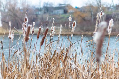 Güzel sazlıklar. kuru sazlıklar