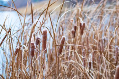 Güzel sazlıklar. kuru sazlıklar