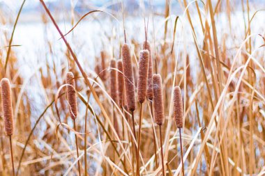 Güzel sazlıklar. kuru sazlıklar