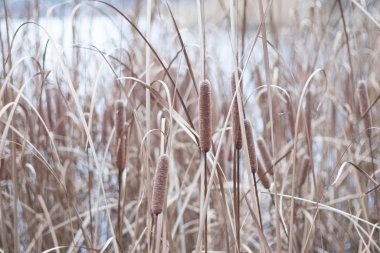 Güzel sazlıklar. kuru sazlıklar