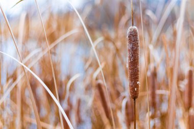 Güzel sazlıklar. kuru sazlıklar