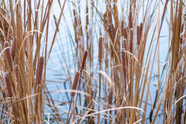 Güzel sazlıklar. kuru sazlıklar