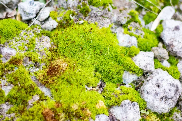 Hermoso Musgo Verde Sobre Piedras —  Fotos de Stock